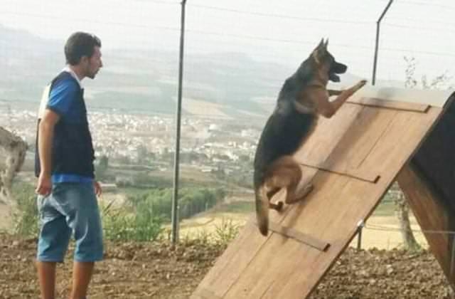 Totino Addestramento E Pensione Per Cani